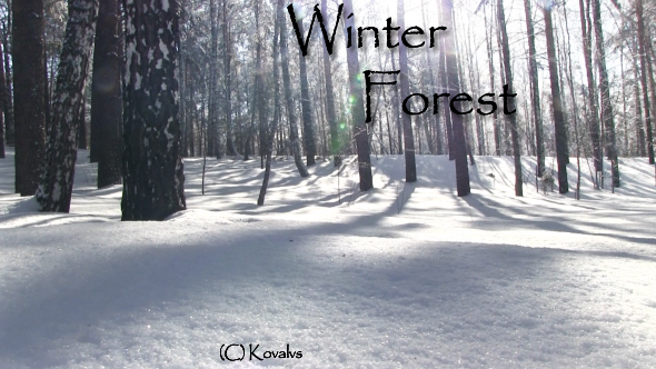 Winter Birch Forest 
