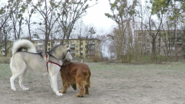 Siberian Husky Plays With Spaniel.