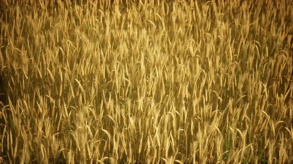 Ripe Yellow Rye Field Under Beautiful Summer Sunset Sky with Clouds alt