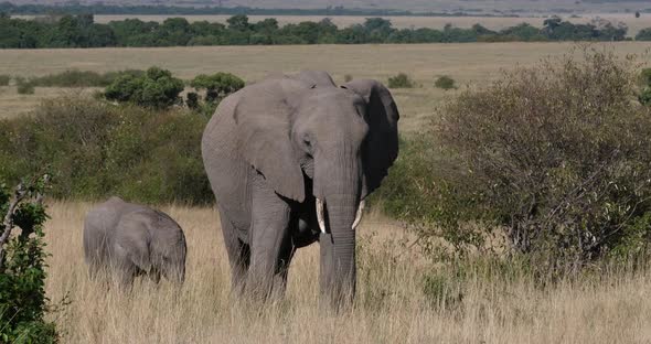952042 African Elephant, loxodonta africana, Mother and calf, Masai Mara Park in Kenya, Real Time 4K alt