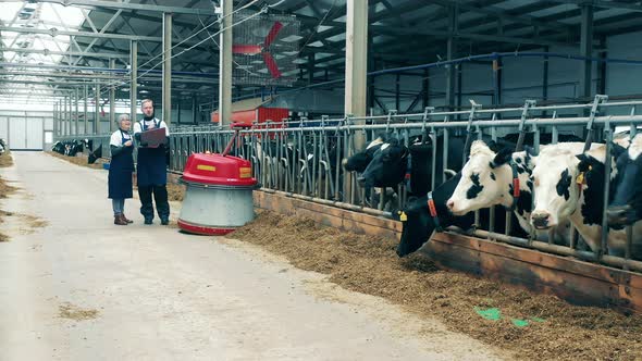 Two Specialists are Following a Feed Pusher Through the Cow Farm alt