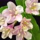 Weigela Florida Flower Blossoming - VideoHive Item for Sale