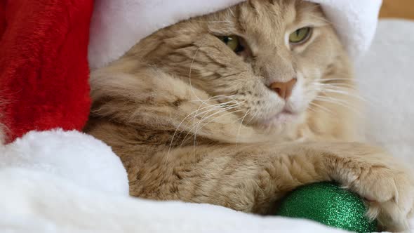 A Christmas cat in a Santa Clays hat is lying on a bed and playing with a Christmas tree toy. alt