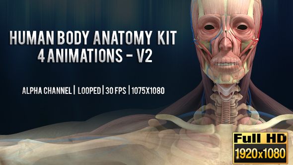Human Body Anatomy kit  4 Animations V2 - Man