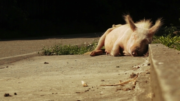 Pig At Mountain Road