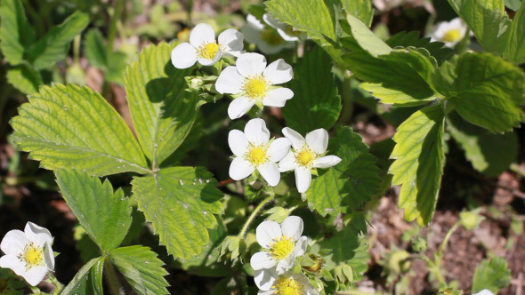 Growing Strawberry Plants With Blooming Flowers