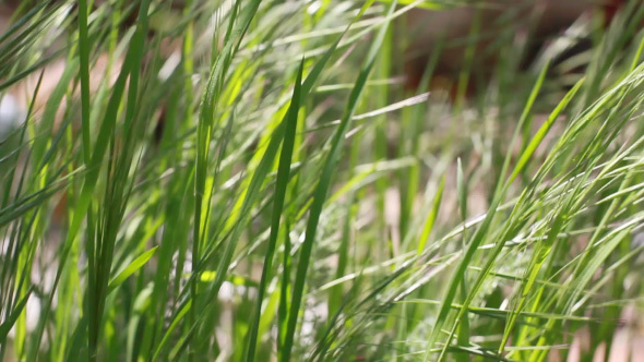 Hand Touching Fresh Green Grass In The Field