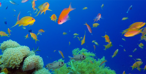 Beautiful Underwater Colorful Corals and Fishes alt