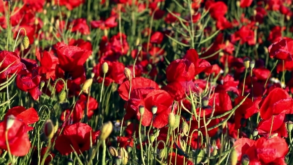 Blossoming Red Poppies On Sunny Day