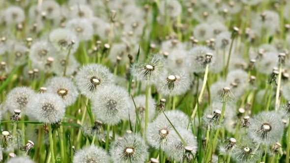 Overblown White Dandelions On Sunny Day alt