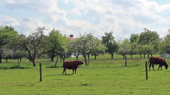 Grazing Cows On a Green Field Near a Blossoming