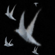 Flying Birds Collection - VideoHive Item for Sale
