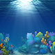 Underwater Coral - VideoHive Item for Sale