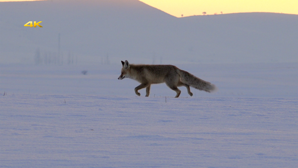 Fox on the Snow, Stock Footage | VideoHive