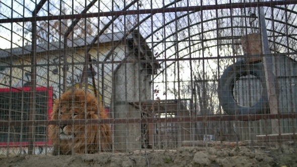 Lion At The Zoo Get Attention alt