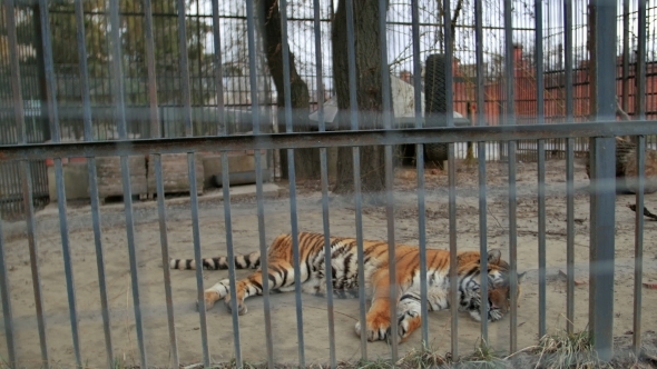 Tiger In The Zoo Cage