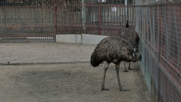 Two Grey Ostriches In a Zoo Near The Cage