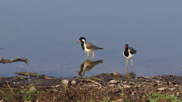 Red-wattled Lapwing Vanellus Indicus Is an Asian Lapwing or Large Plover alt