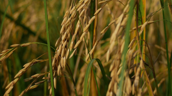 Paddy Rice Field alt