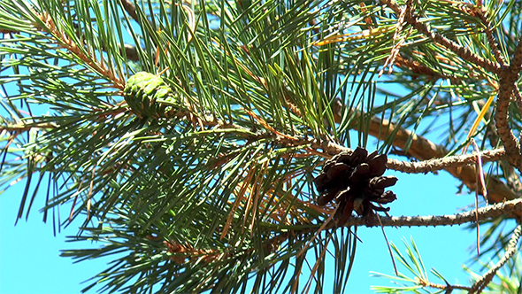 Green and Brown Pine Cones on a Branch