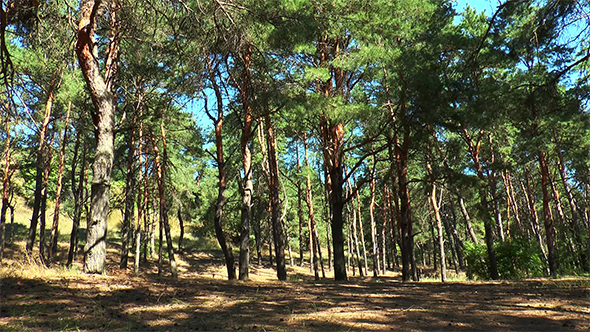 Pine Forest Sunny Clear Day