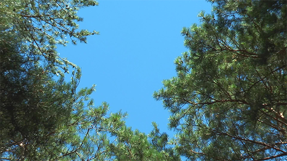 The Camera Moves From the Tops of the Pines