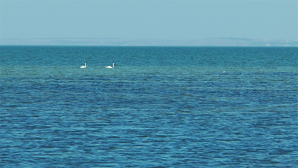Two Swans Swimming in the Sea