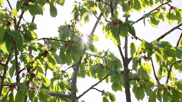 Forest Tree With Sun Behind Green Leaves