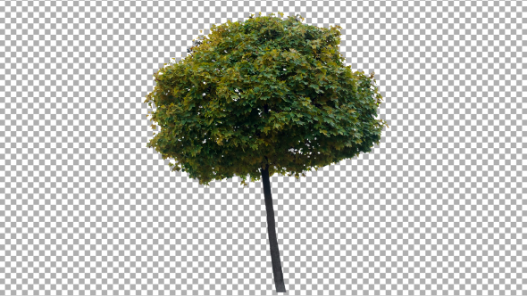 Real Tree Isolated on the Wind 53 Autumn