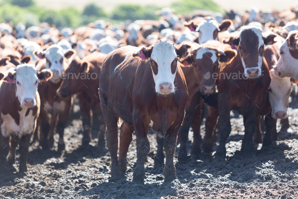 Group of cows in intensive livestock farm land, Uruguay - Stock Photo - Images