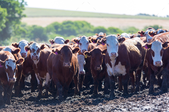 Group of cows in intensive livestock farm land, Uruguay - Stock Photo - Images