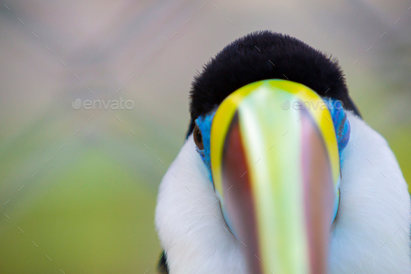 Colorful Toucan Bird In Manaus Amazonas Brazil Stock Photo By Piccaya