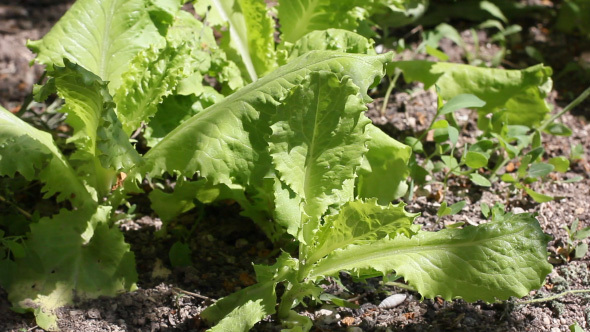 Fresh Green Salad Leaves In The Garden