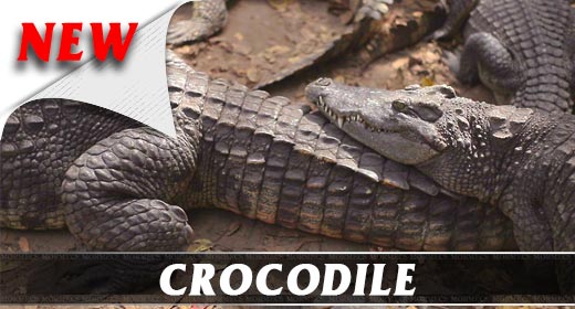 Crocodile