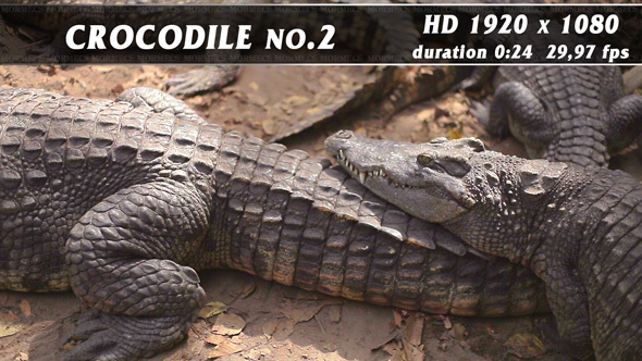 Crocodile No.2