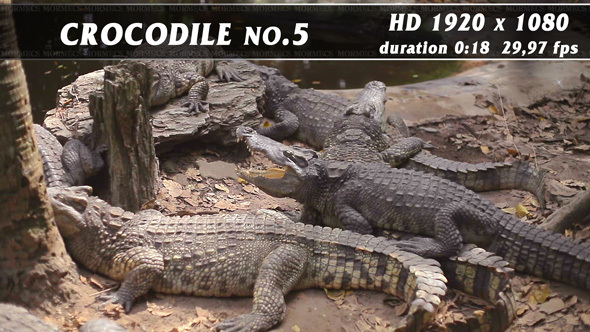 Crocodile No.5