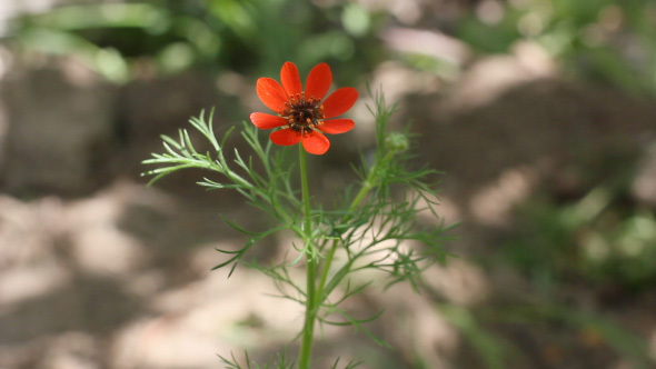 Small Gentle Red Flower In The Garden