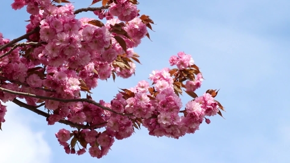 Branches Of The Sakura Blossoms Against The Blue alt
