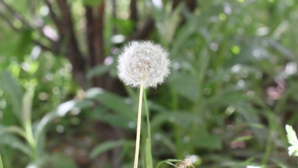 Fluffy Dandelion Flower Blowing In The Wind