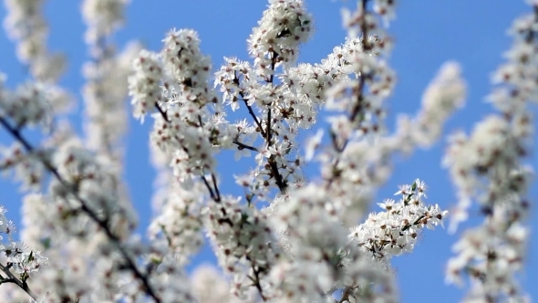 Flowering Cherry In The Sunlight On Blue Sky