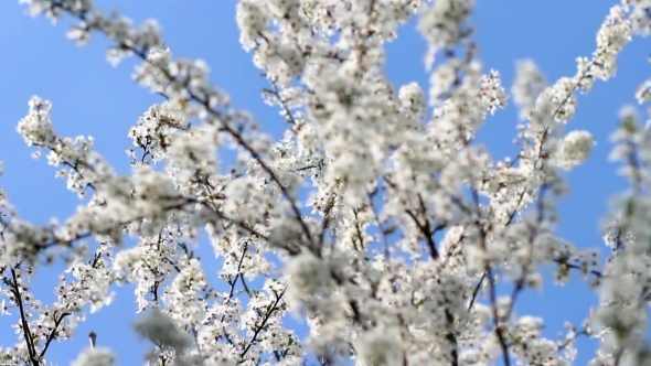 Flowering Cherry In The Sunlight On Blue Sky
