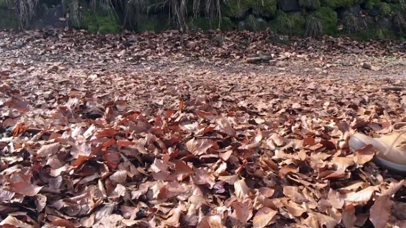 Legs Of a Man Walking On Fallen Leaves, Slow