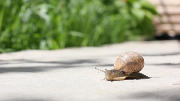 Garden Snail Slides Across The Cameras