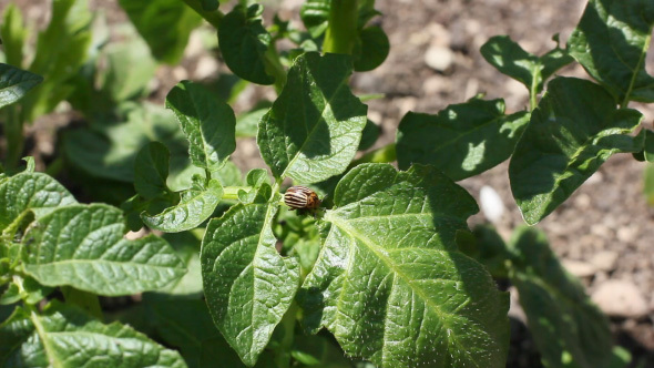 Green Potato Leaves With Beetles Parasites Eating It