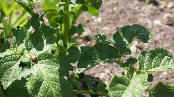 Green Potato Leaves With Beetles Parasites Eating It