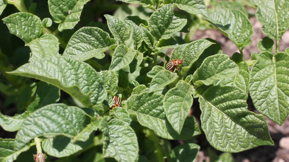 Green Potato Leaves With Beetles Parasites Eating It