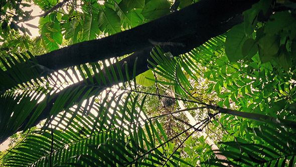 Moving Underneath Dense Trees And Plants alt