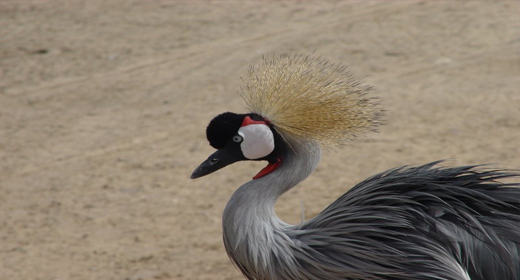 Browser Themes Backgrond