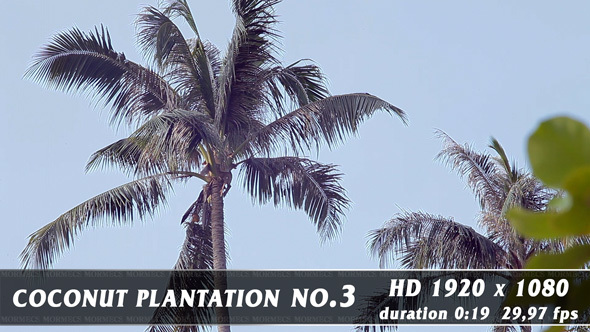 Coconut Plantation No.3