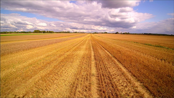 The Grain FIeld with Withered Crops 